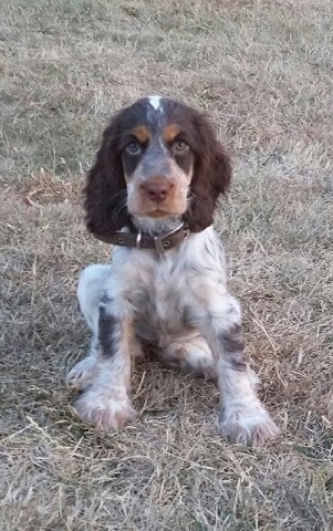 Une nouvelle arrivée Leslie : un cocker une autre race!!