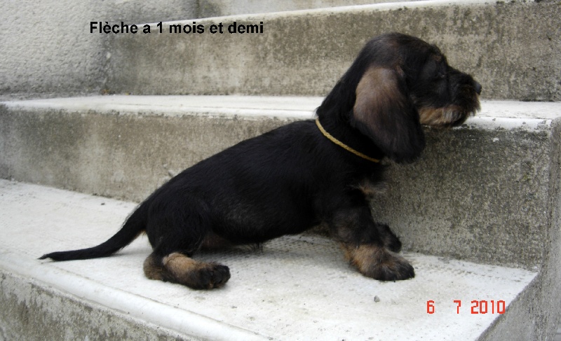 PHOTOS CHIENS